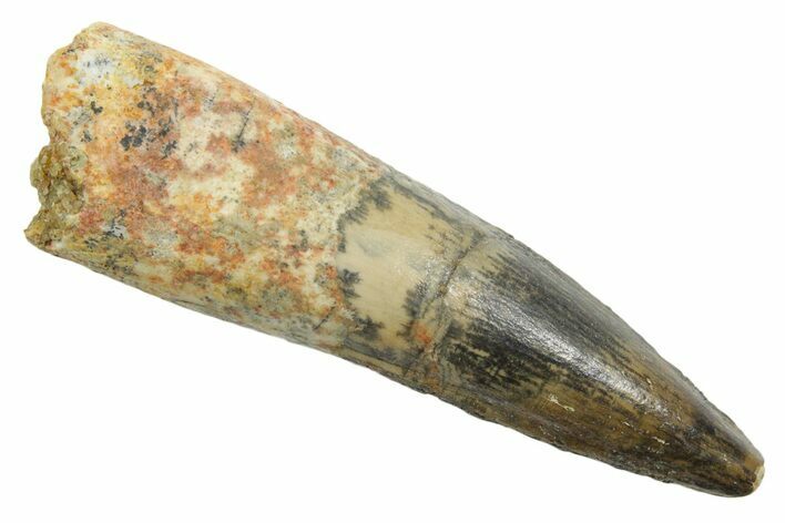 Fossil Spinosaurus Tooth - Real Dinosaur Tooth #349767